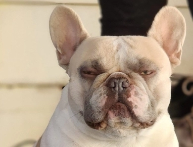 Bentley French Bulldog