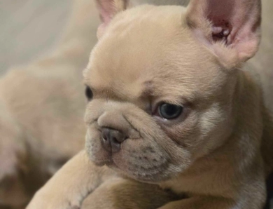 AKC French Bulldogs