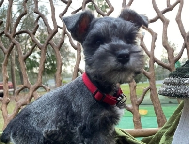 T Swizzle Miniature Schnauzer