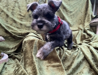 T Swizzle Miniature Schnauzer