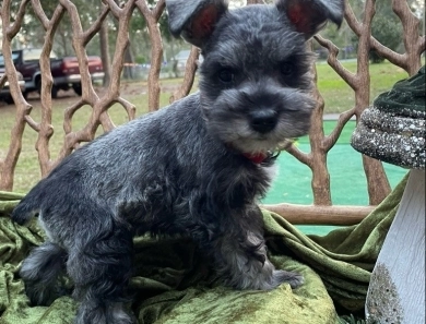 T Swizzle Miniature Schnauzer