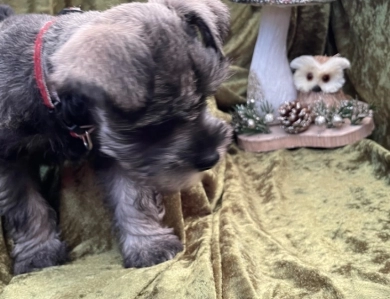 T Swizzle Miniature Schnauzer