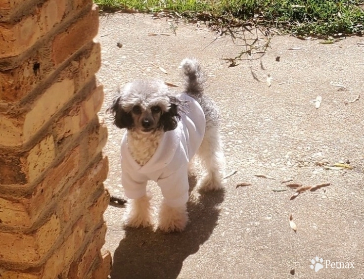 Empyrean Sirius Parti Boy  Toy Poodle