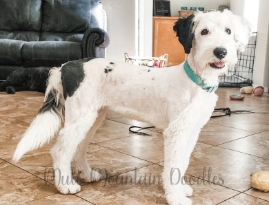 Mirabel Sheepadoodle