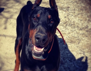 Prime MJ Ramírez Vonn Jett Doberman Pinscher