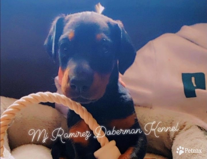 Penelope De MJ Ramirez  Doberman Pinscher