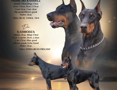 Penelope De MJ Ramirez  Doberman Pinscher