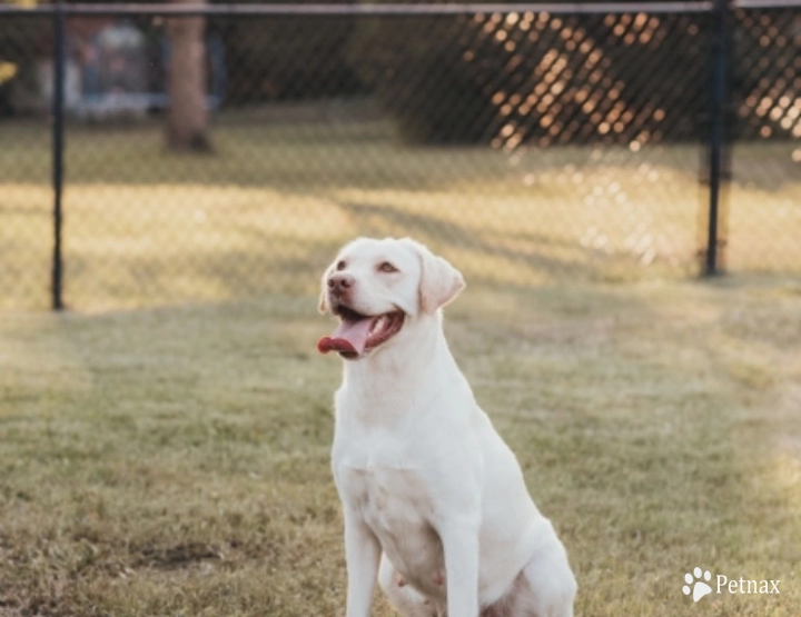 O’Dell’s Flag Day Liberty  Labrador Retriever