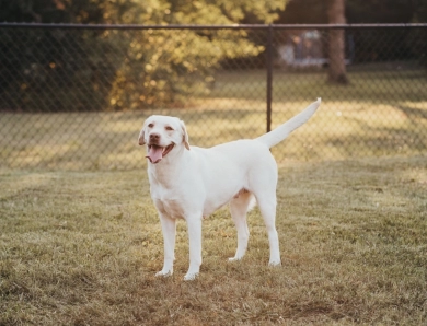 O’Dell’s Flag Day Liberty  Labrador Retriever