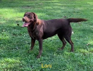 O’Dell’s Loni Labrador Retriever