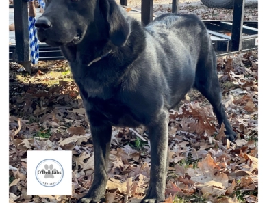 O’Dell’s Sunshine  Labrador Retriever