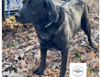 O’Dell’s Sunshine  Labrador Retriever