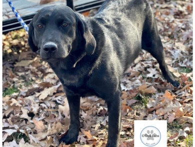 O’Dell’s Sunshine  Labrador Retriever