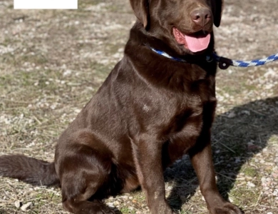 O’Dell’s Denver Thunder Labrador Retriever