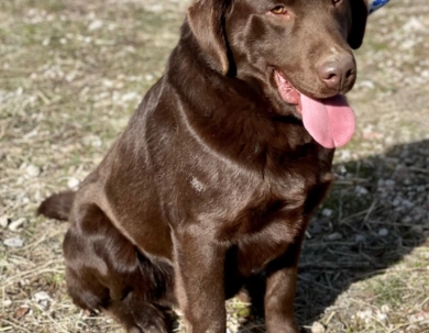 O’Dell’s Denver Thunder Labrador Retriever