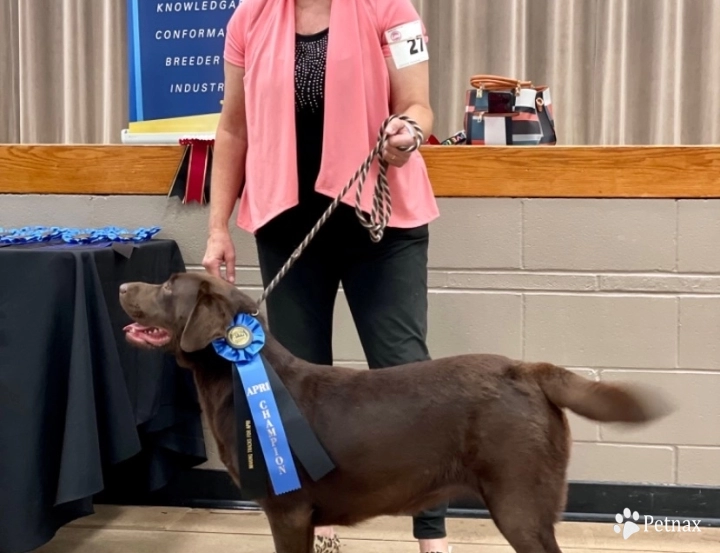 O’Dell’s Denver Thunder Labrador Retriever