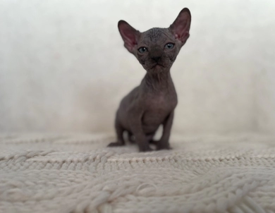 Hermes (purple collar)  Sphynx