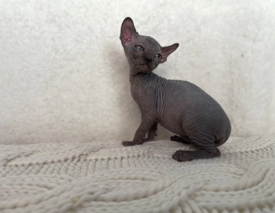 Hermes (purple collar)  Sphynx