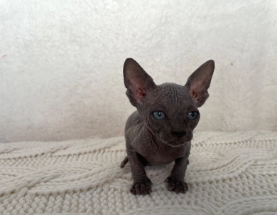 Hector (green collar)  Sphynx