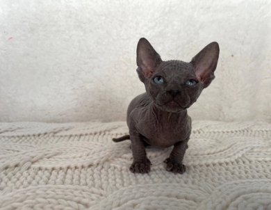 Hector (green collar)  Sphynx