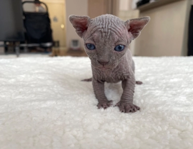 Hector (green collar)  Sphynx