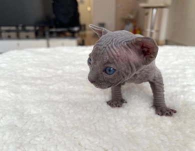 Hector (green collar)  Sphynx