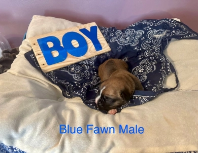 AKC Full Registration Boxers Puppies