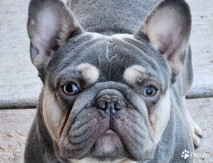 Rizzo French Bulldog