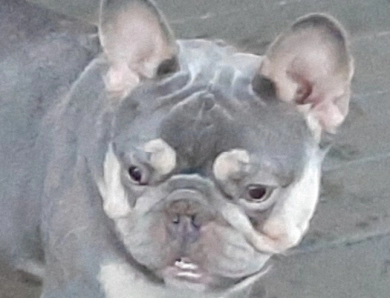 Rizzo French Bulldog