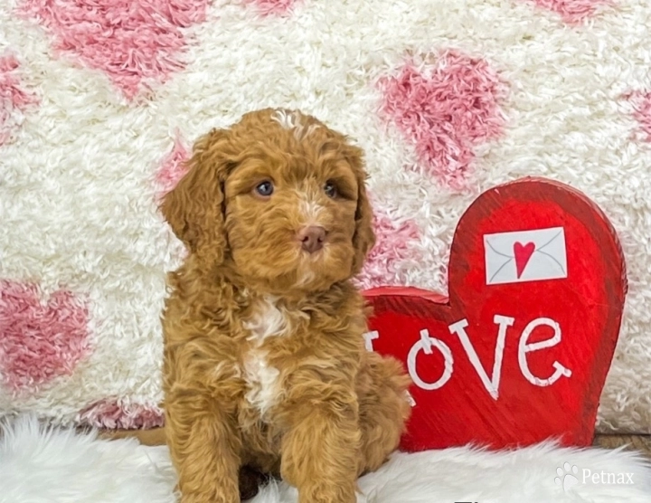 Zion Bernedoodle