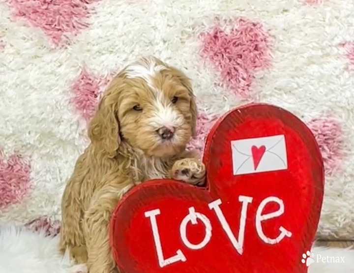 Teton Bernedoodle