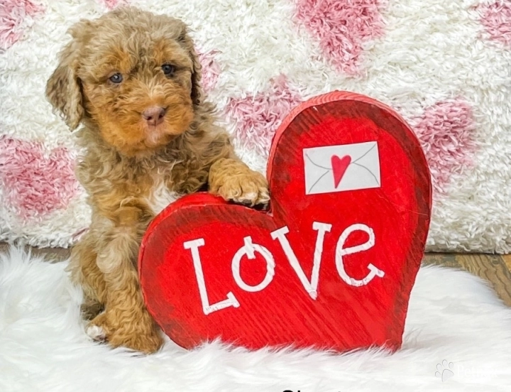 Shasta Bernedoodle