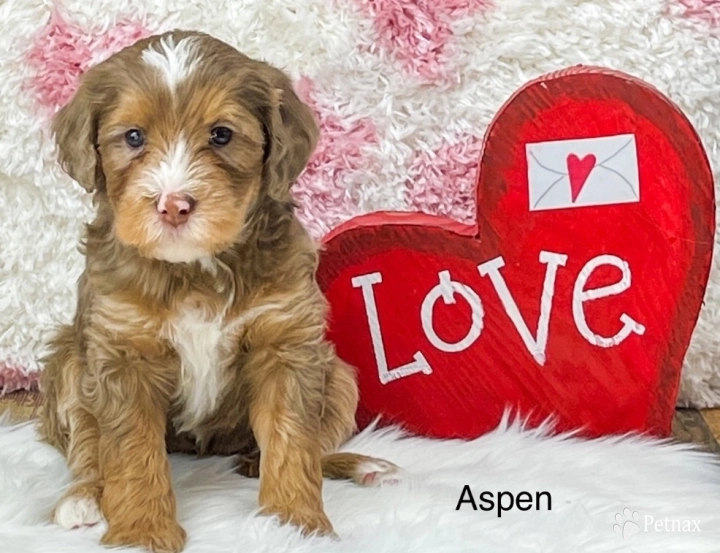 Aspen Bernedoodle