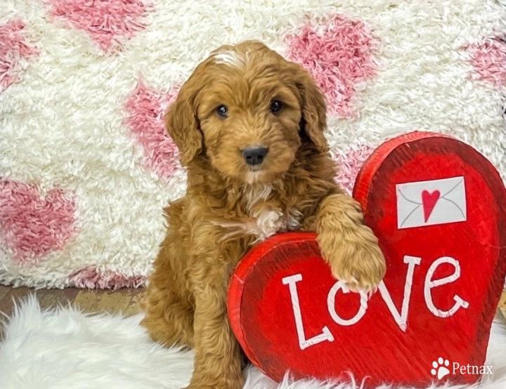 Rocky Bernedoodle