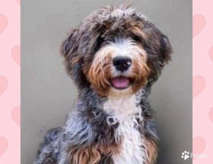 Stan Bernedoodle