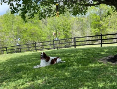 O'Dobhailien Grand Skye Irish Red and White Setter