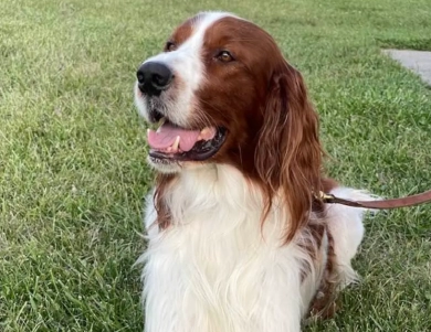 O'Dobhailien Grand Skye Irish Red and White Setter