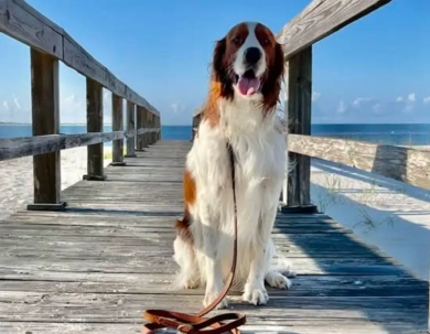 O'Dobhailien Grand Skye Irish Red and White Setter