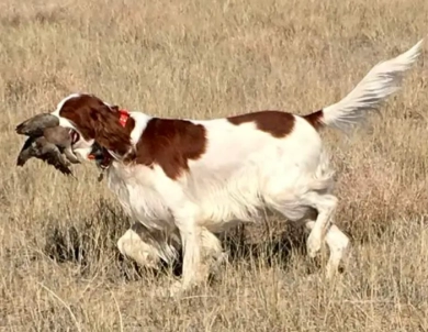 O'Dobhailien Grand Skye Irish Red and White Setter