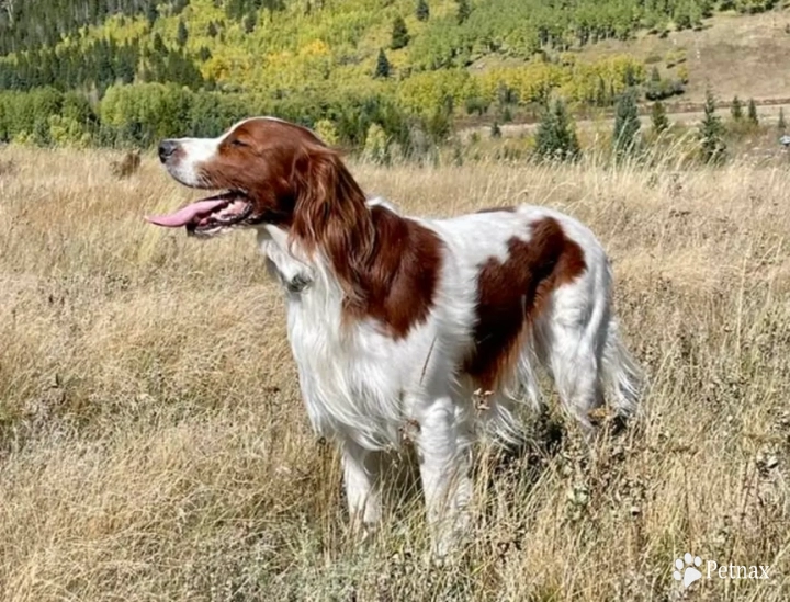 O'Dobhailien Grand Skye Irish Red and White Setter