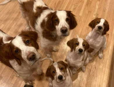 O'Dobhailien Quinney's "Arwen" Even Irish Red and White Setter