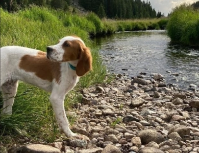 O'Dobhailien Quinney's "Arwen" Even Irish Red and White Setter