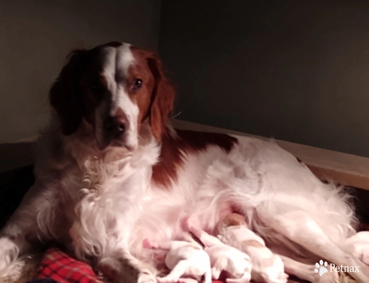 O'Dobhailien Quinney's "Arwen" Even Irish Red and White Setter