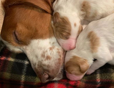 O'Dobhailien Quinney's "Arwen" Even Irish Red and White Setter