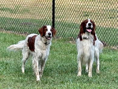 O'Dobhailien Quinney's "Arwen" Even Irish Red and White Setter