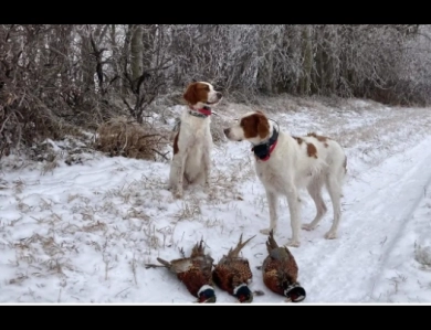 O'Dobhailien Quinney's "Arwen" Even Irish Red and White Setter