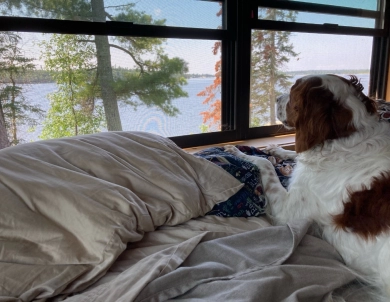 O'Dobhailien Quinney's "Arwen" Even Irish Red and White Setter