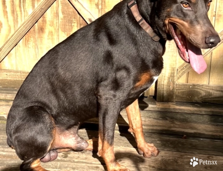 Axel  Doberman Pinscher