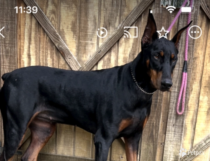 Rhea  Doberman Pinscher