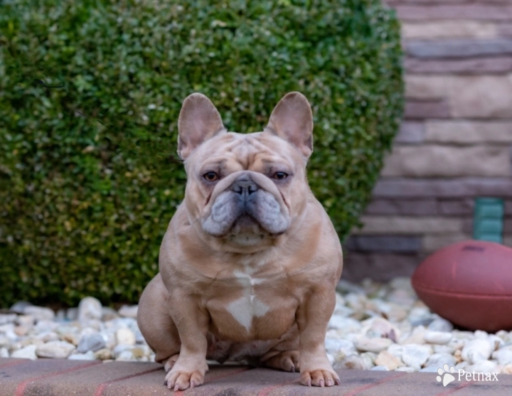 Fendi French Bulldog